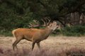 Park de Hoge Veluwe